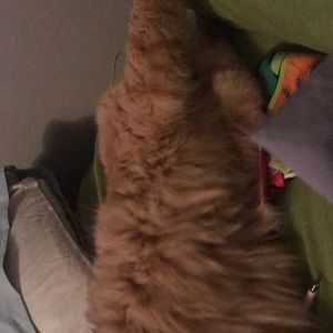 Meet your Posher, Taylor